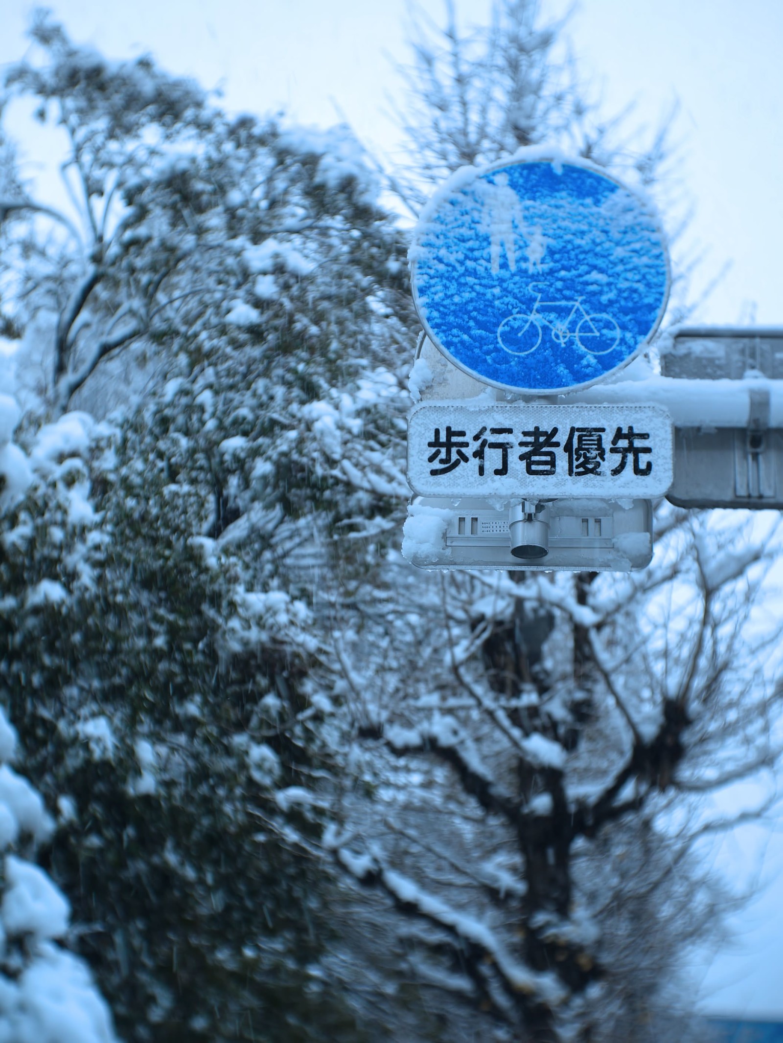 ない 降ら は 今年 雪が